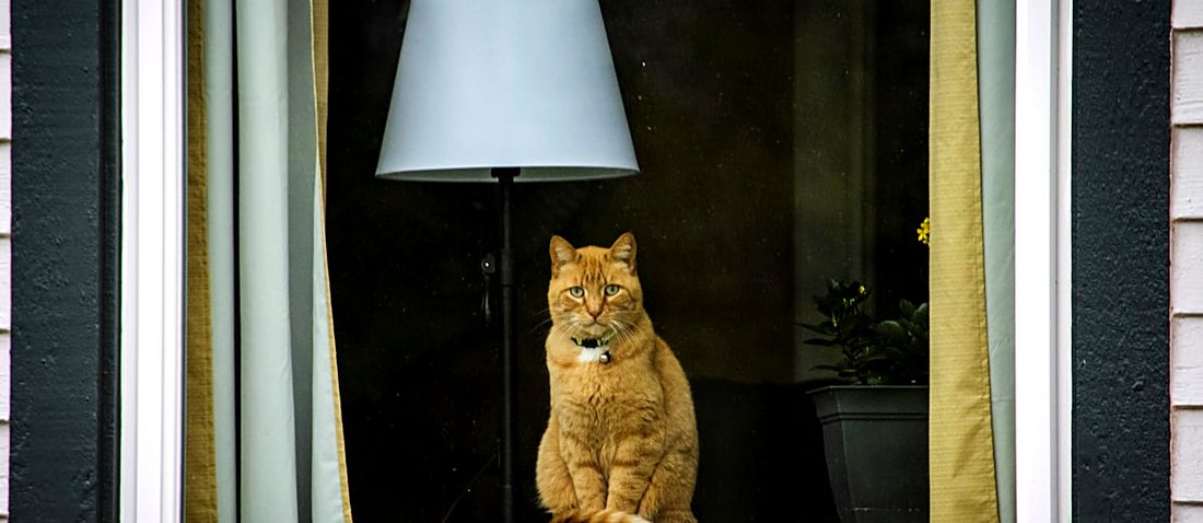 A cat sitting in a window looking out