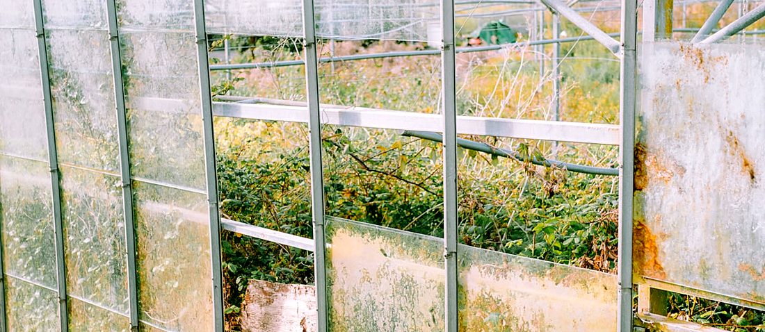 The glazed side of a greenhouse, planting inside